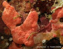 didemnum_rubeum-fa043