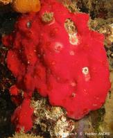 didemnum_granulatum-fa256a