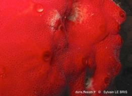 didemnum_granulatum-slb6375