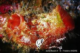 herdmania_momus-fa35b