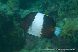 hemitaurichthys_zoster-vl1