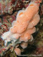 didemnidae_sp1-fa046