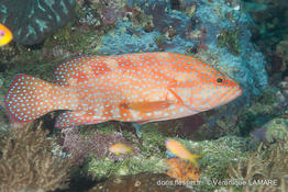 cephalopholis_miniata-vl10
