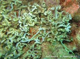 caulerpa_serrulata-fa3-110