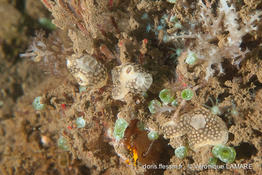 leptoclinides_reticulatus-vl1