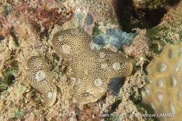 leptoclinides_reticulatus-vl2