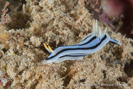 chromodoris_boucheti-vl1