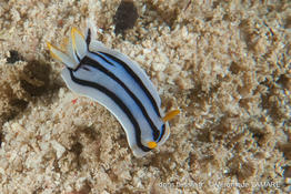 chromodoris_boucheti-vl2