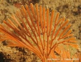 caberea_dichotoma-fa061