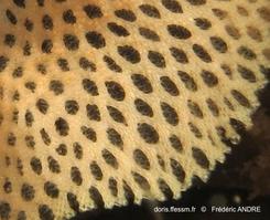 reteporellina_denticulata-fa113