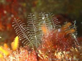 halopteris_liechtensternii-slb