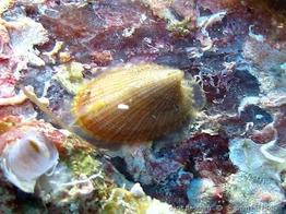 emarginula_sicula-slb