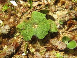 penicillus_pyriformis-fa040