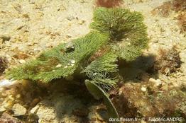 penicillus_pyriformis-fa041