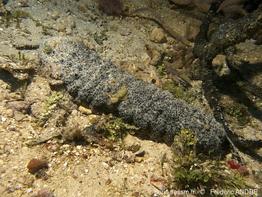holothuria_(halodeima)_mexicana-fa051