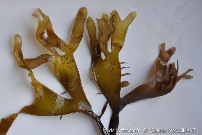 chondrus_giganteus_f.flabellatus-cw2