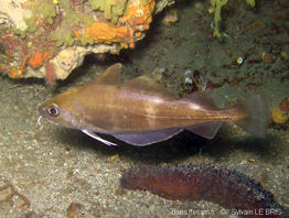 trisopterus_capelanus-slb1
