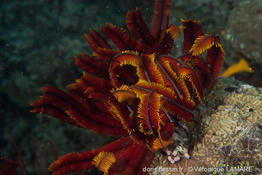 himerometra_robustipinna-vl1