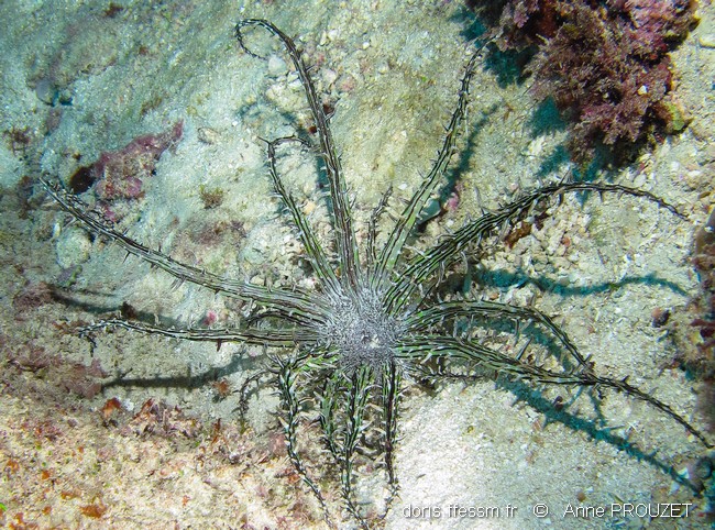 Anémone couronne d'épines