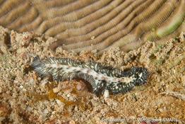 maritigrella_virgulata-vl2