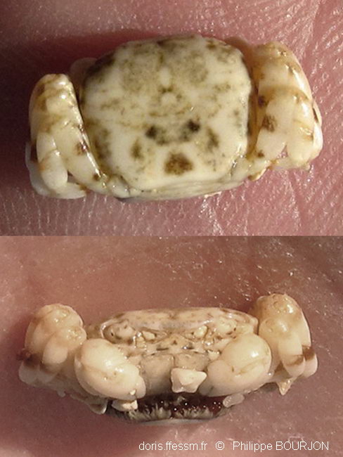 Crabe pélagique blanc