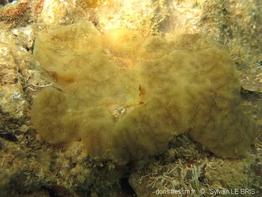 aplidiopsis_gelidus-slb0640