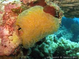 aplidium_californicum-slb2797