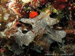 lissoclinum_mereti-slb598