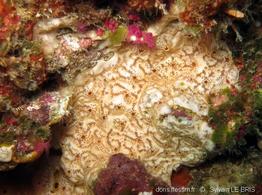 polysyncraton_thallomorpha-slb3978