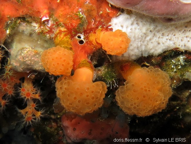 Pseudodistome à grosses larves