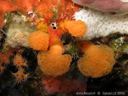 pseudodistoma_cf_megalarva-slb1359