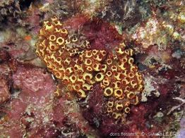 pycnoclavella_diminuta-slb1493