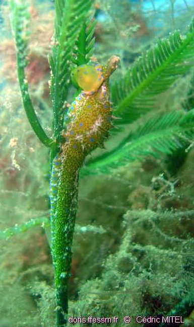 Oxynoe verte