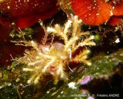 entalophoroecia_sp-fa1