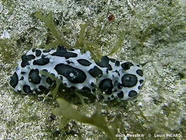 ceratophyllidia_papilligera-lopi00