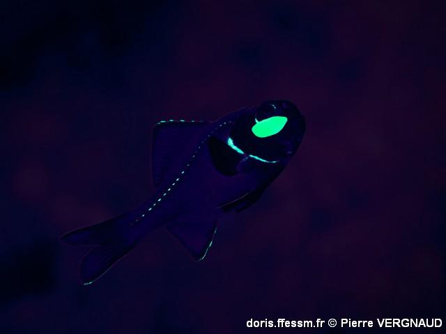Photoblepharon steinitzi