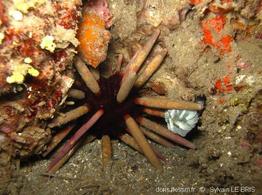 phyllacanthus_imperialis-slb3