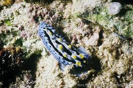 phyllidia_coelestis-fa5
