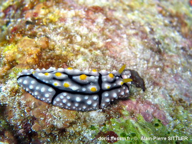 Phyllidia_elegans-apsi010
