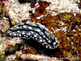 Phyllidia_elegans-apsi045