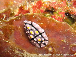 Phyllidia_elegans-apsi2004