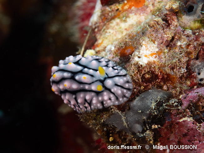 Phyllidia_elegans-mabo454