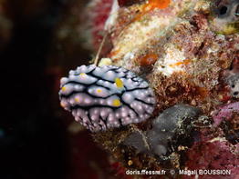 Phyllidia_elegans-mabo454