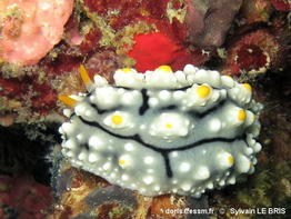 Phyllidia_elegans-slbr666