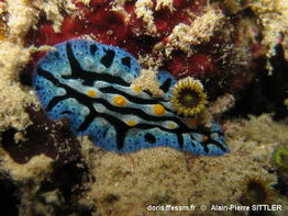 Phyllidia_haegeli-apsi001