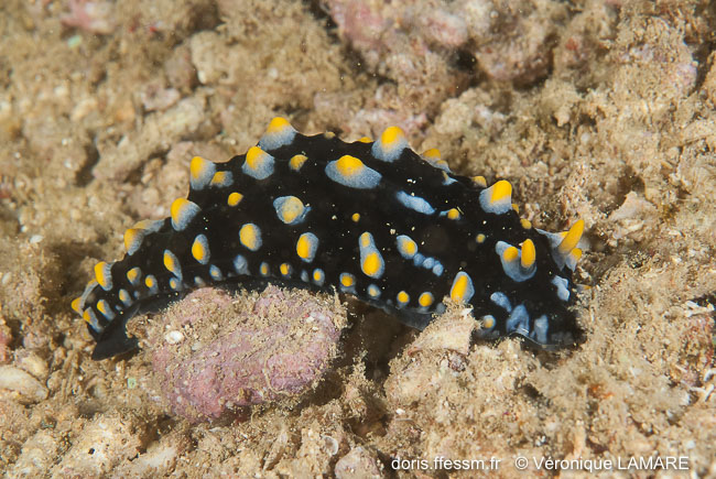 Phyllidia tula