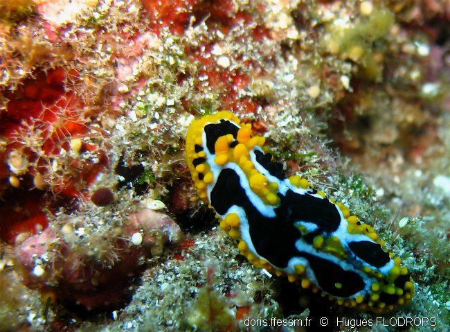 phyllidia_undula-13hf