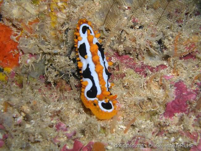 phyllidia_undula-sg1