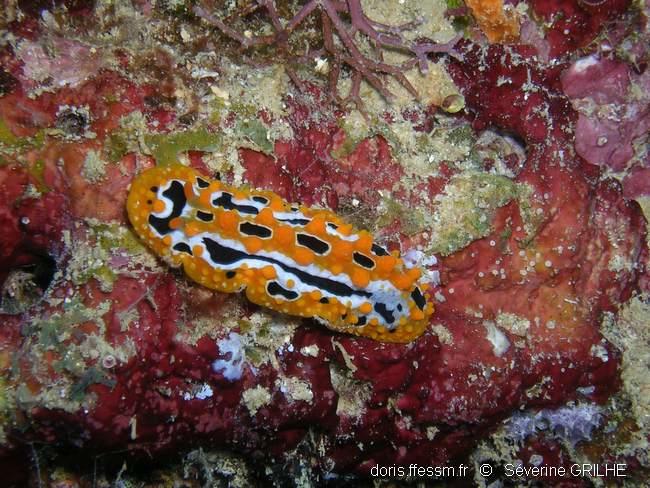 phyllidia_undula-sg2