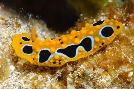 phyllidia_undula-ss1